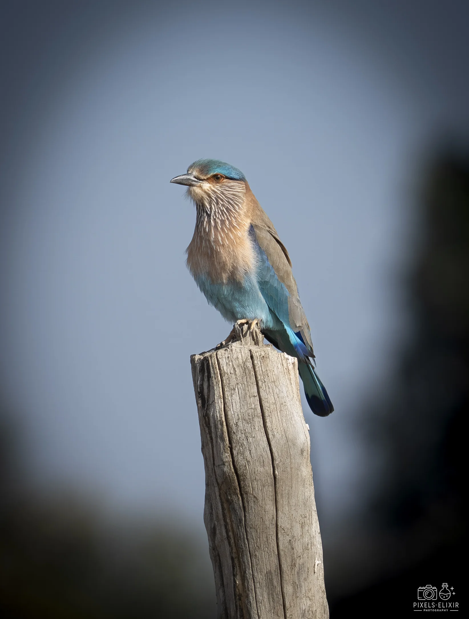 Wildlife and landscape photograph