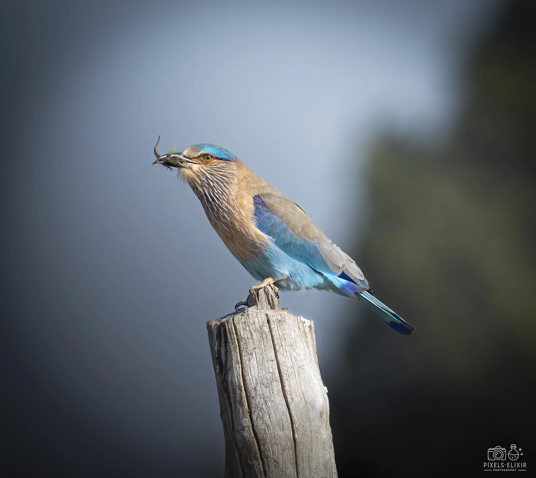 Wildlife and landscape photograph