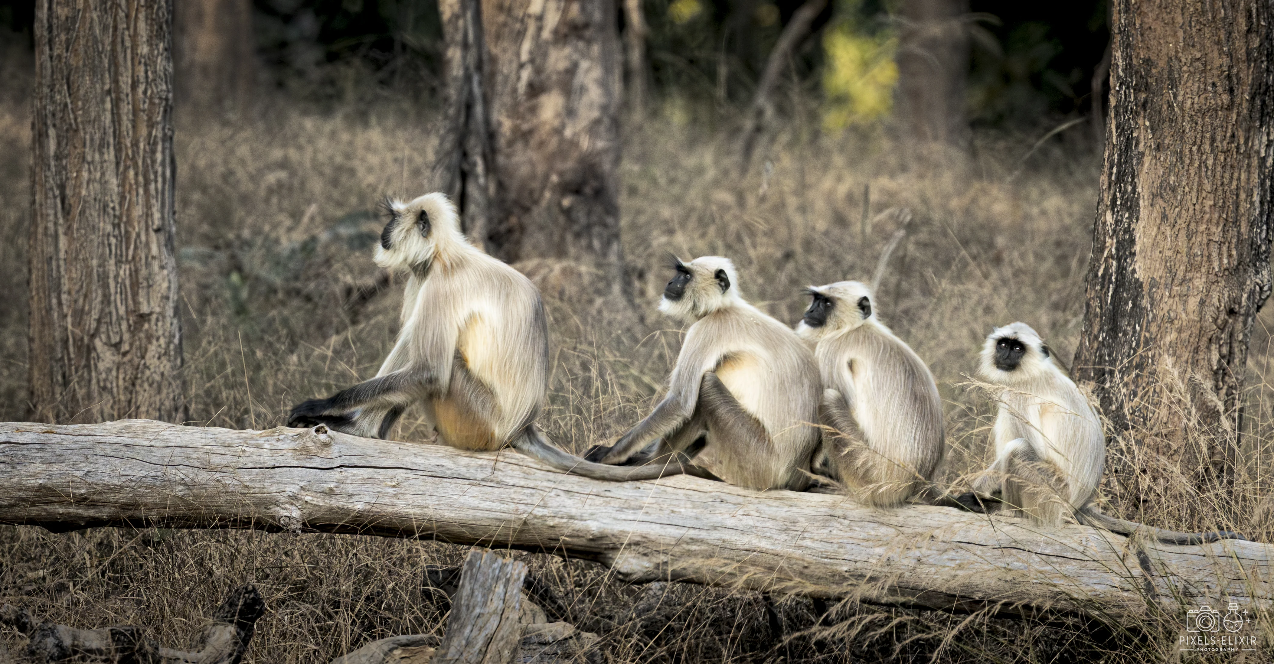 Wildlife and landscape photograph