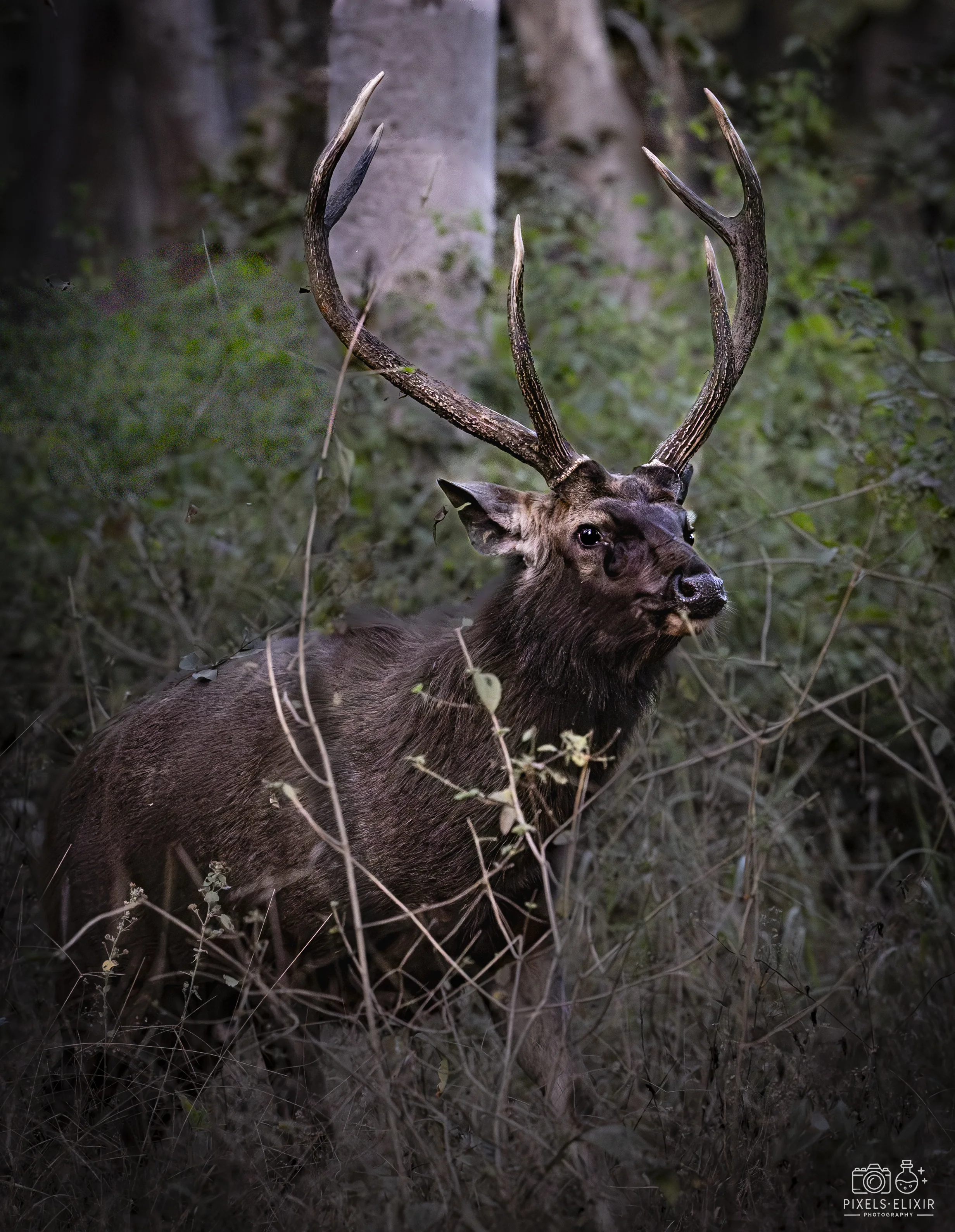 Wildlife and landscape photograph