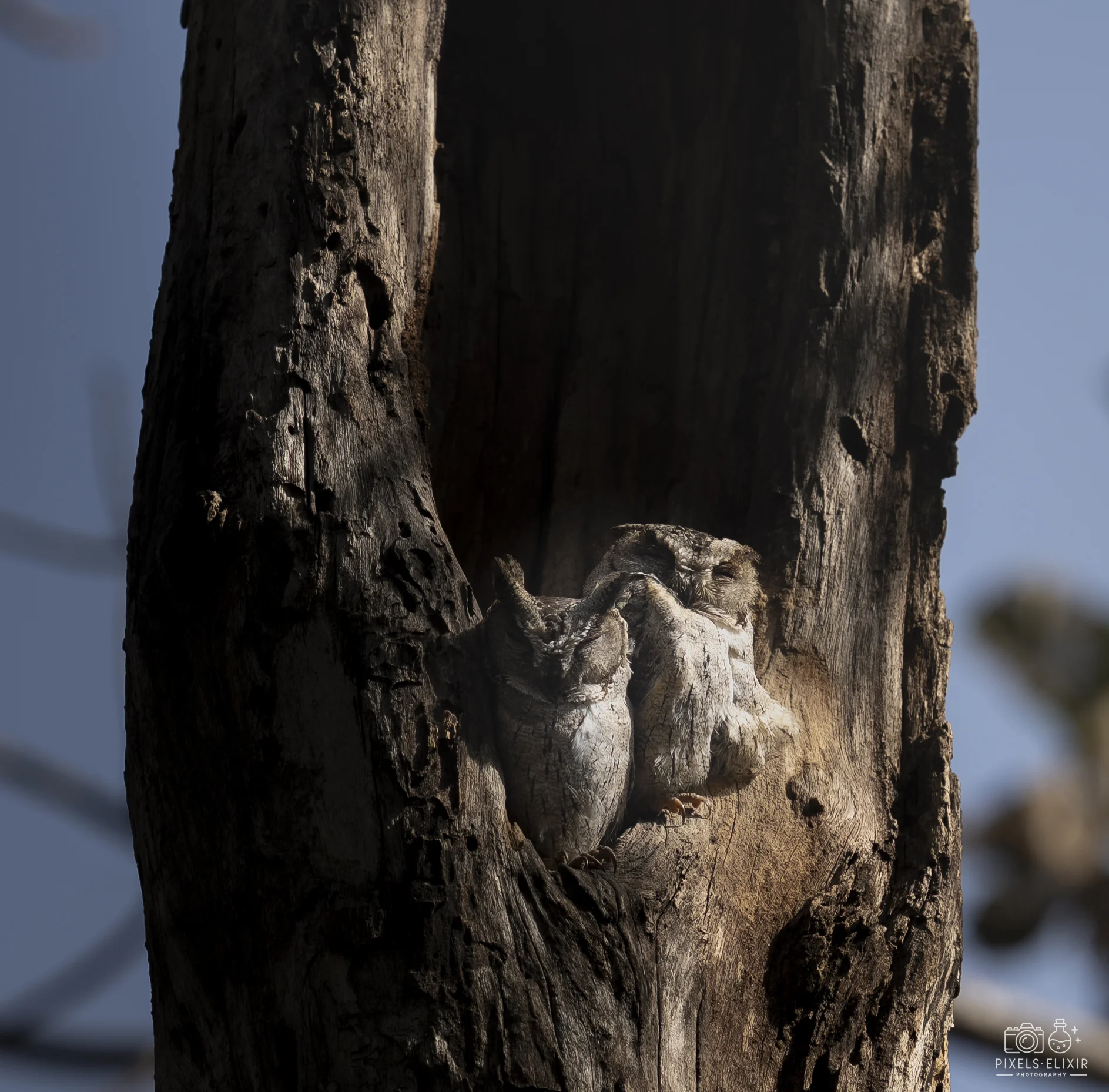 Wildlife and landscape photograph