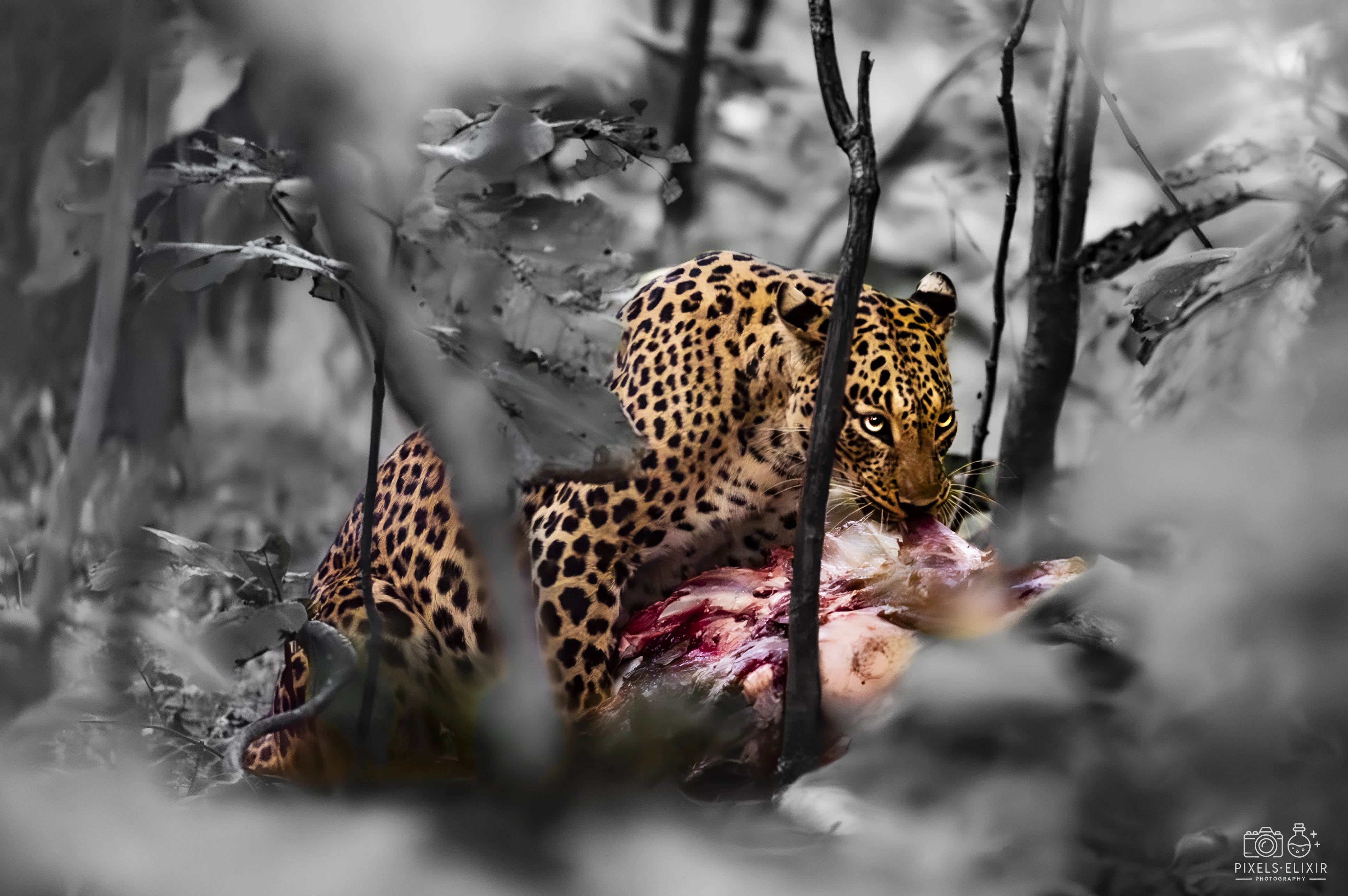 Wildlife and landscape photograph