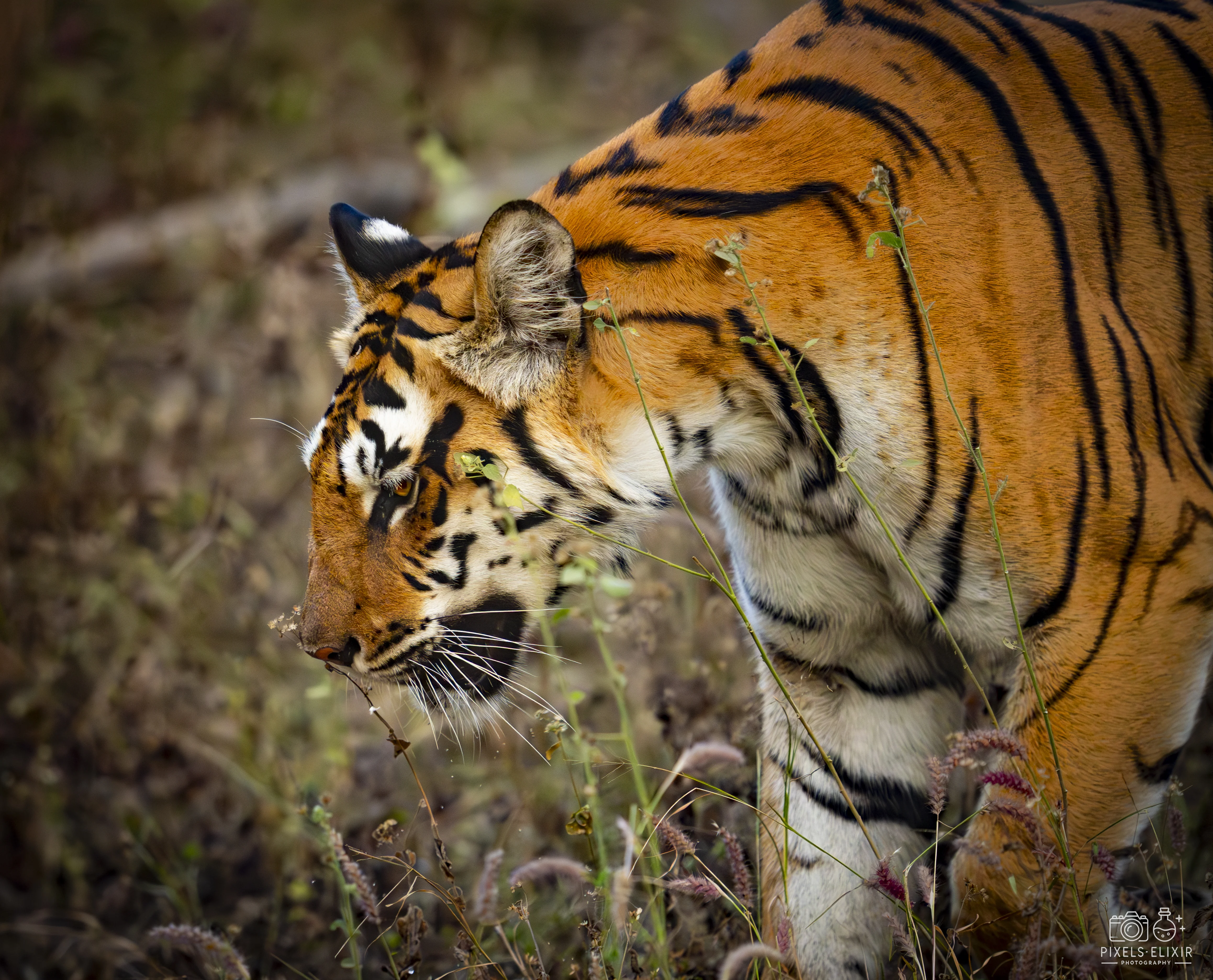 Wildlife and landscape photograph