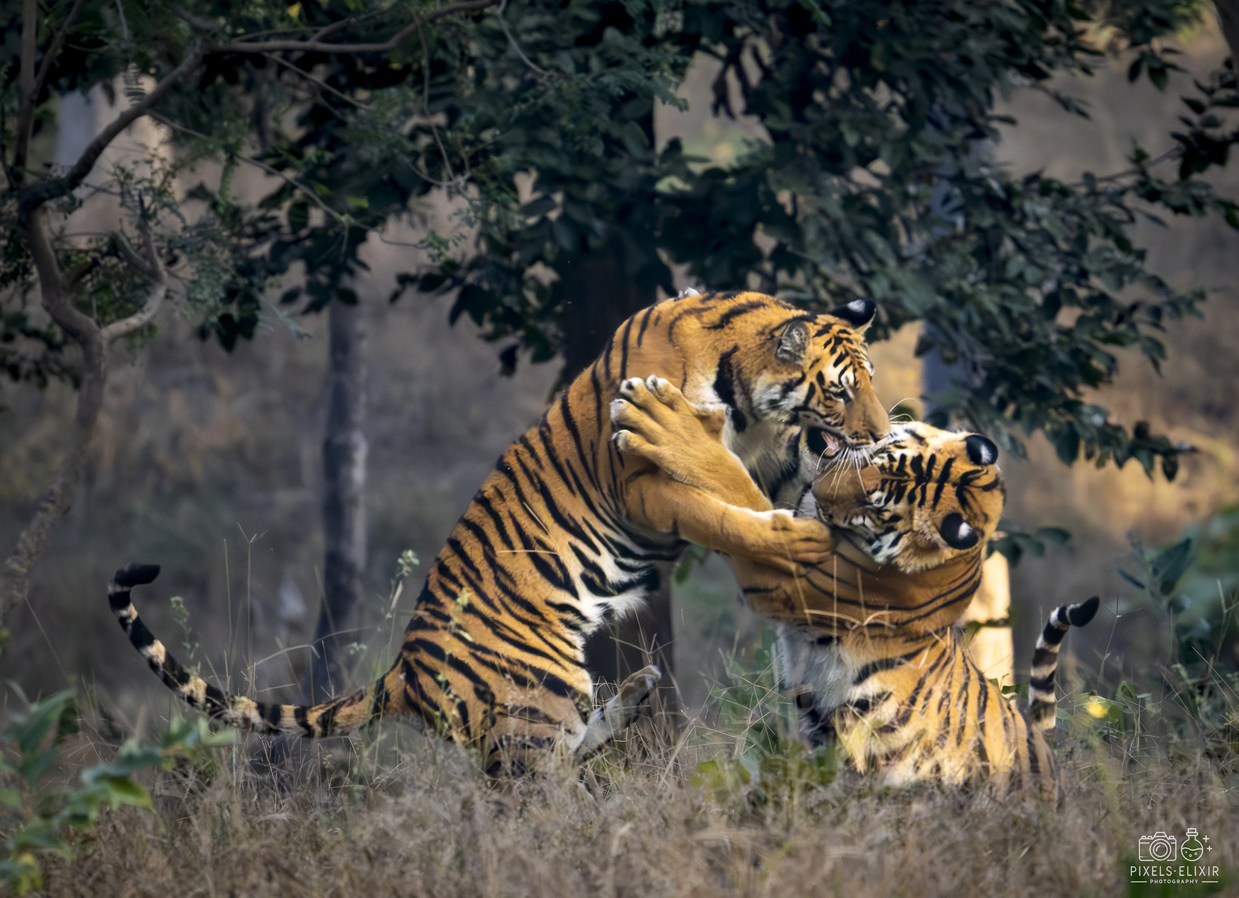Wildlife and landscape photograph