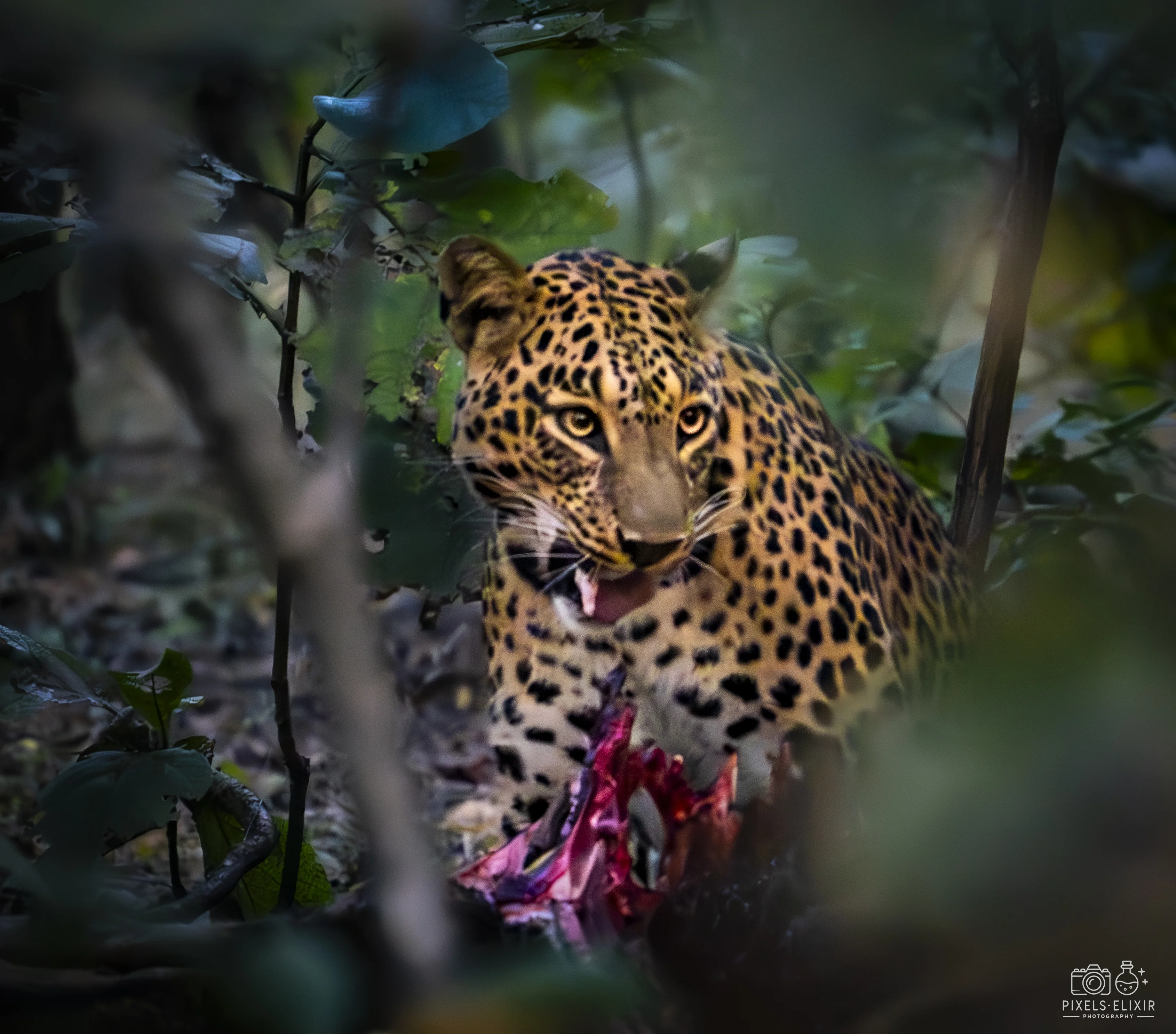 Wildlife and landscape photograph