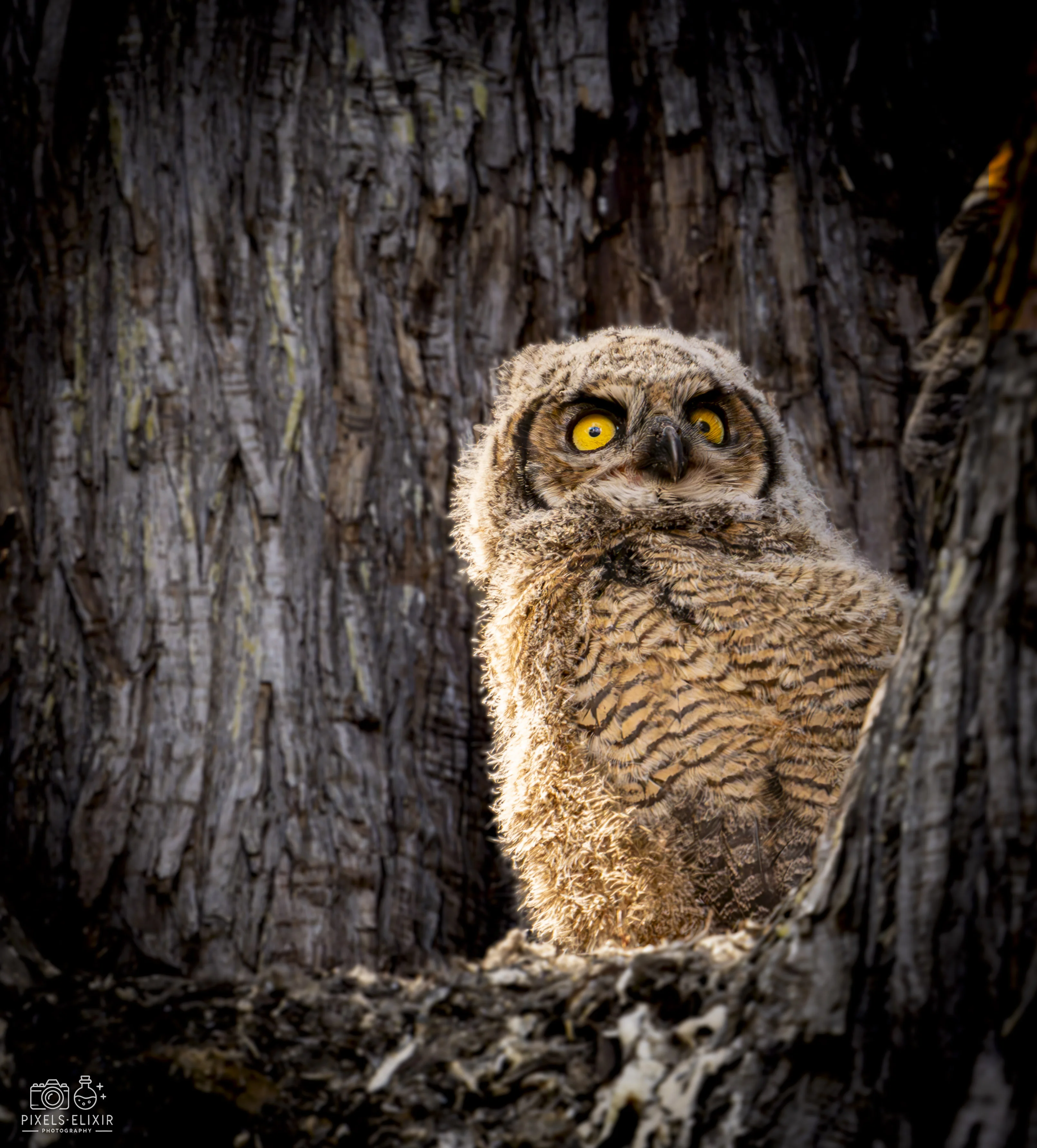 Wildlife and landscape photograph