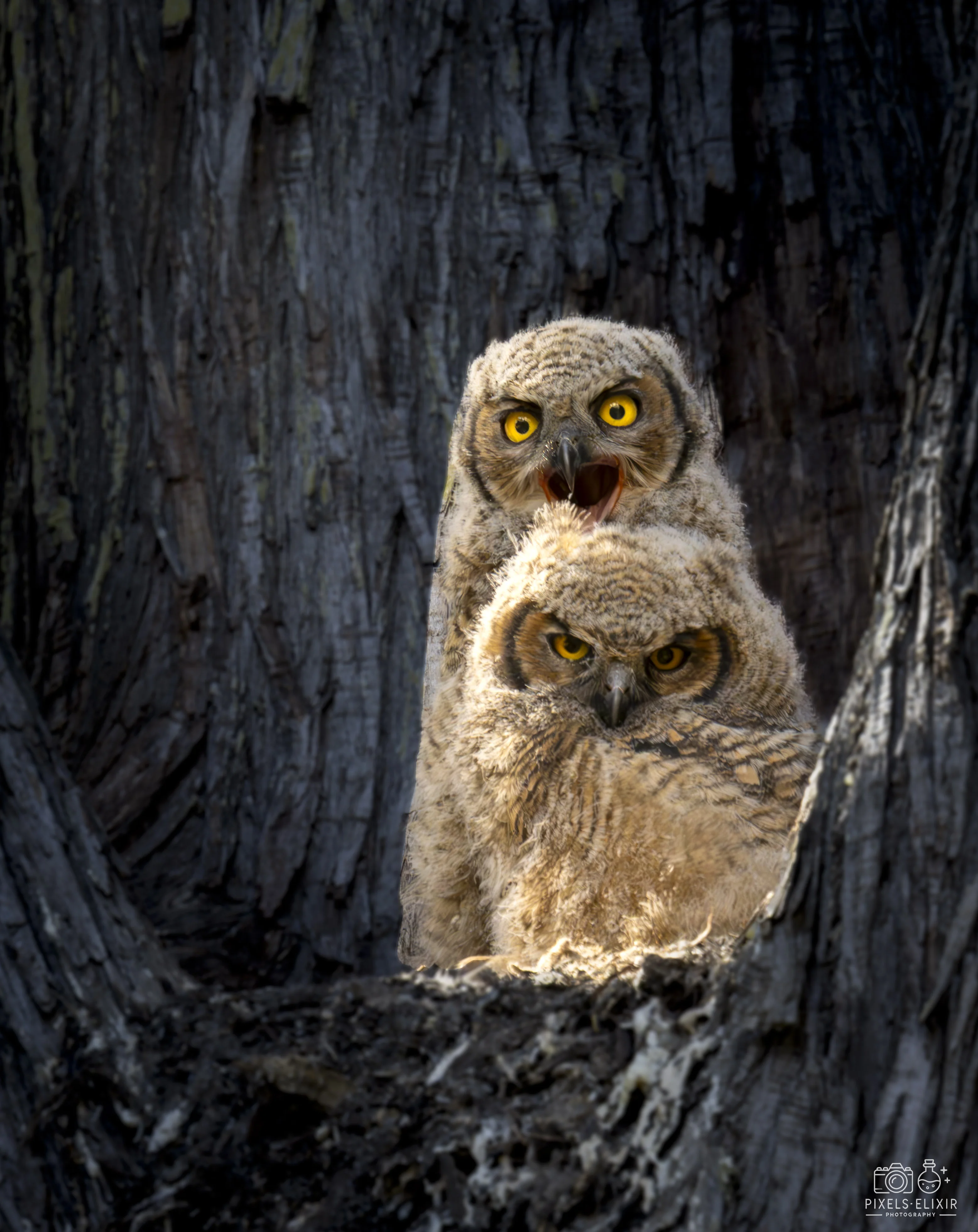 Wildlife and landscape photograph