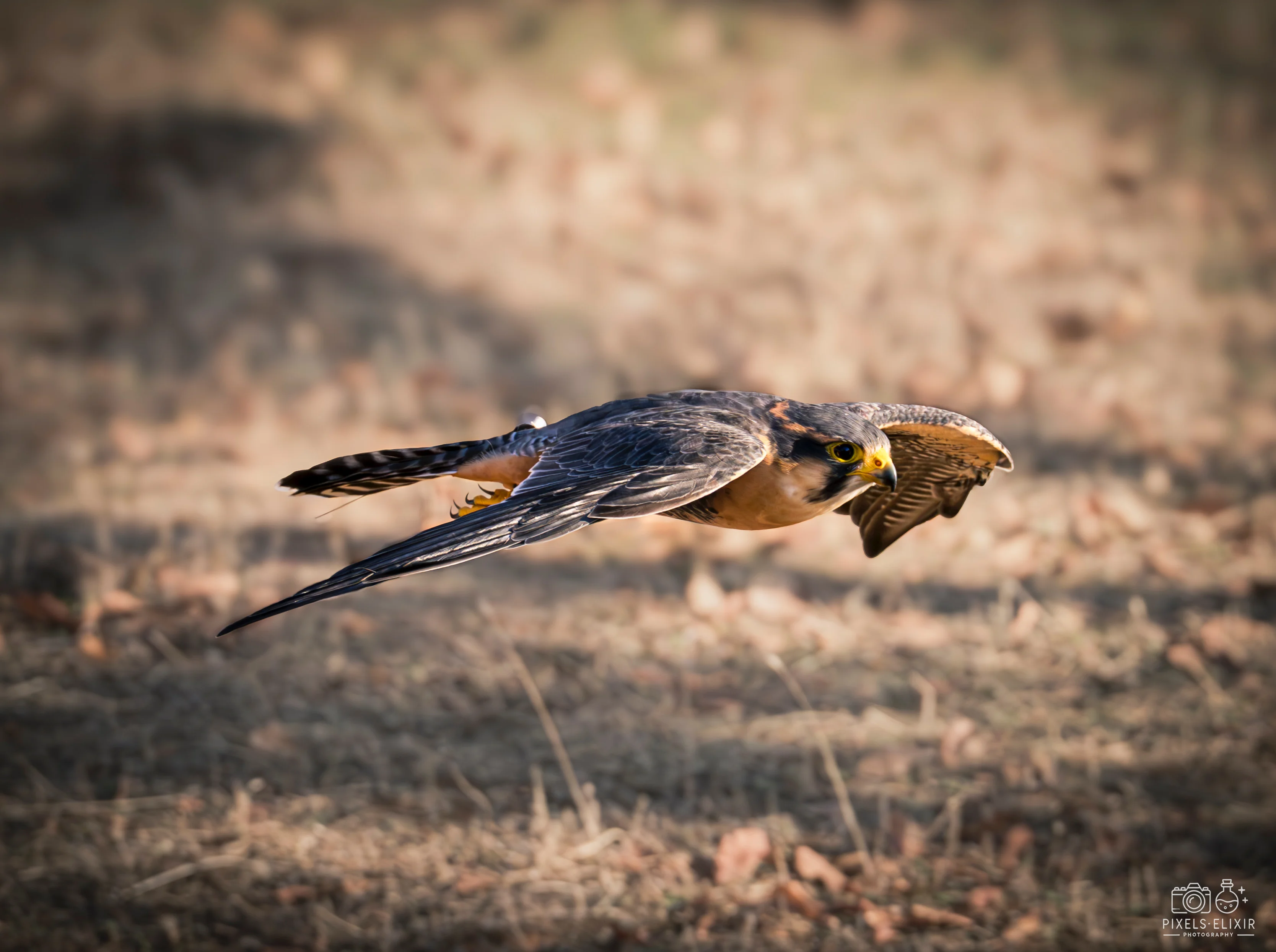 Wildlife and landscape photograph