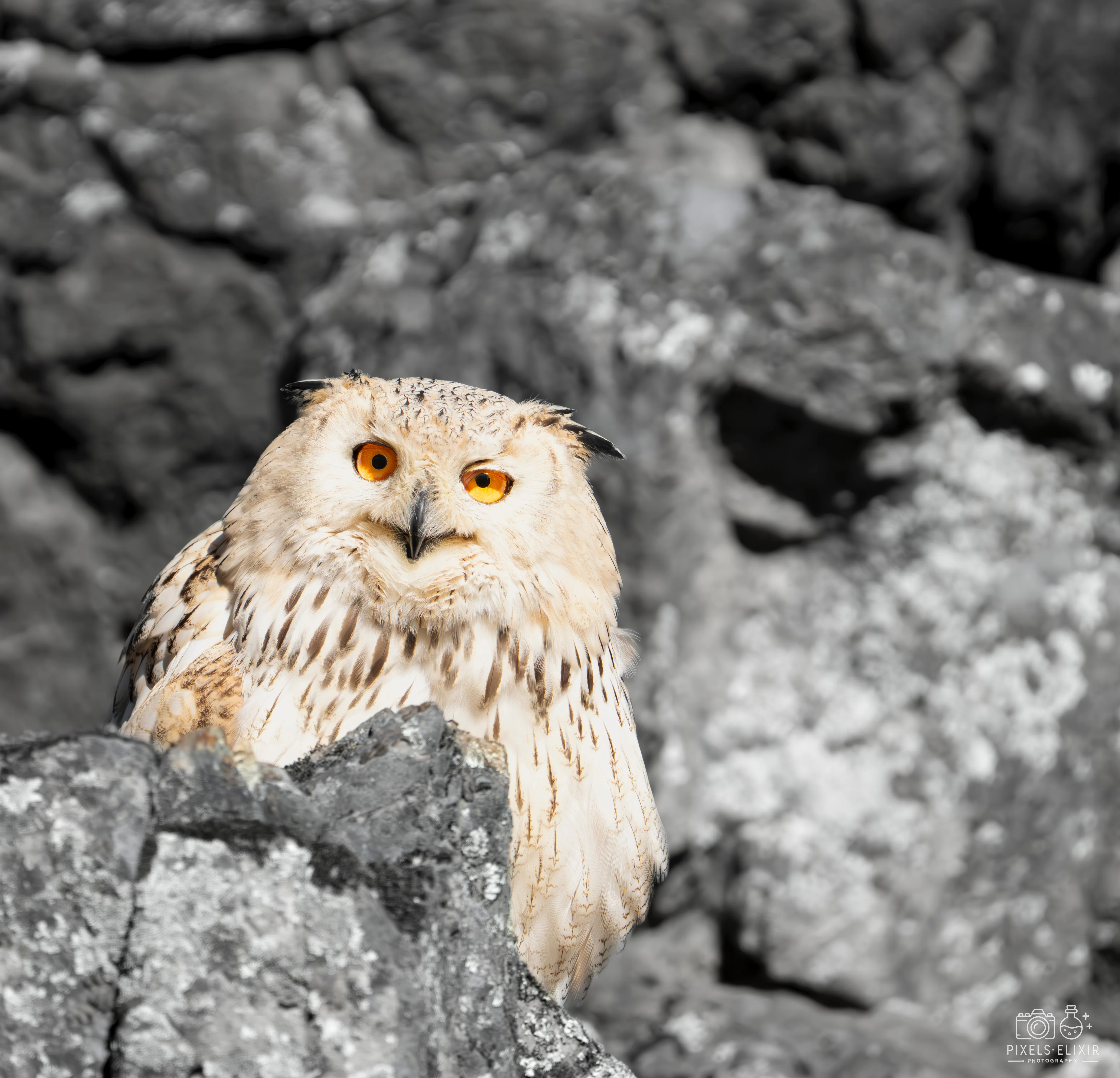 Wildlife and landscape photograph