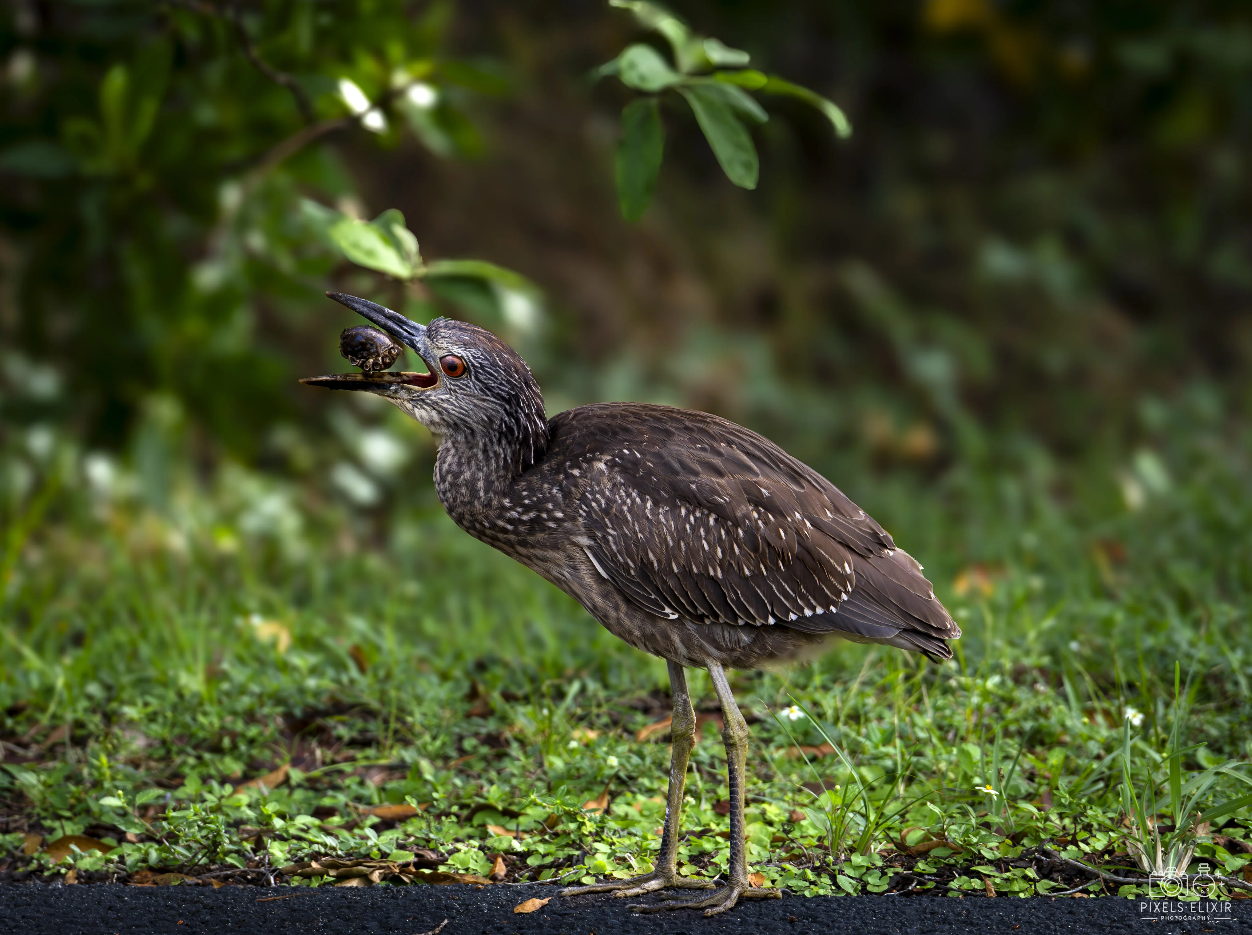 Wildlife and landscape photograph