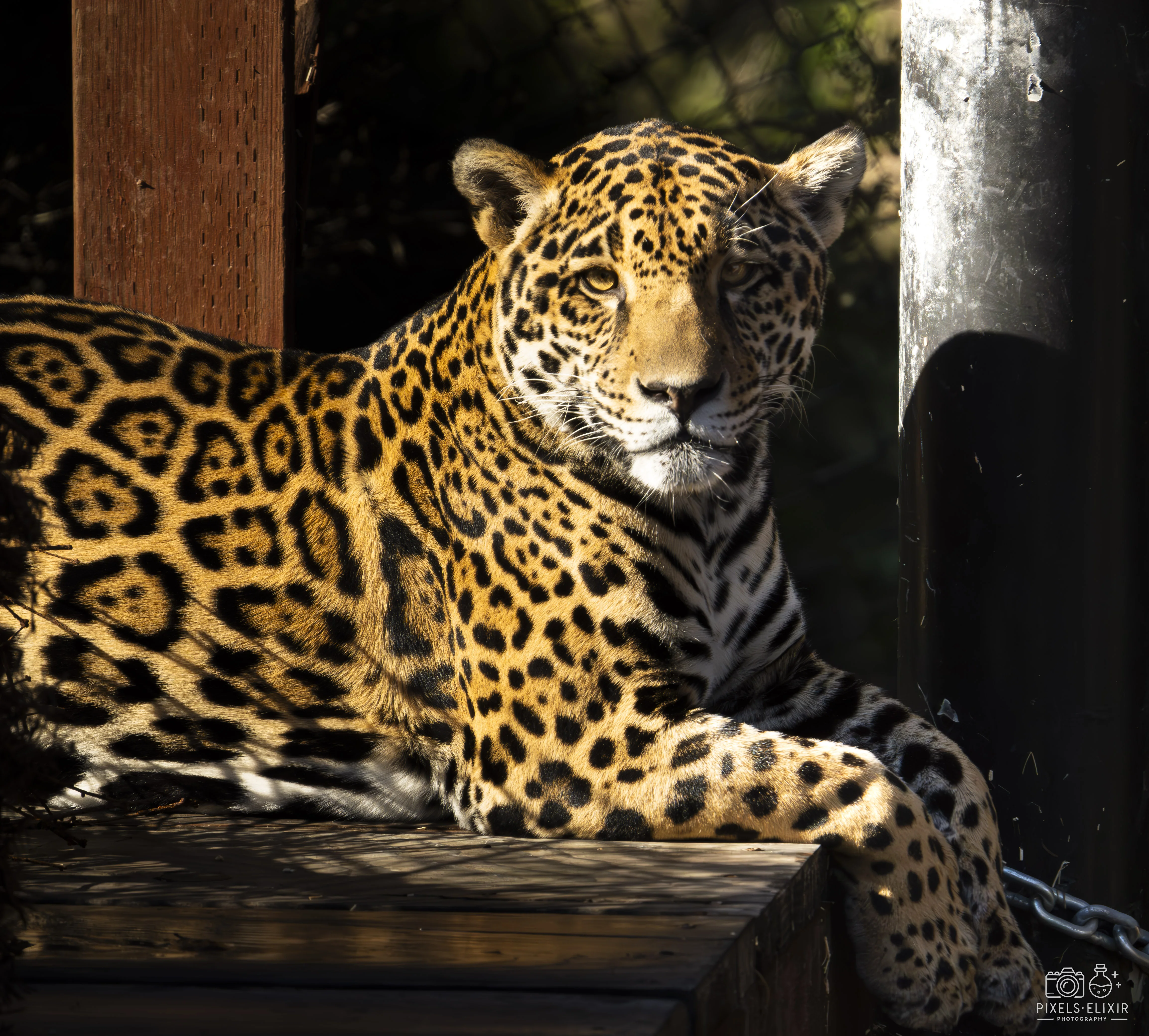 Wildlife and landscape photograph