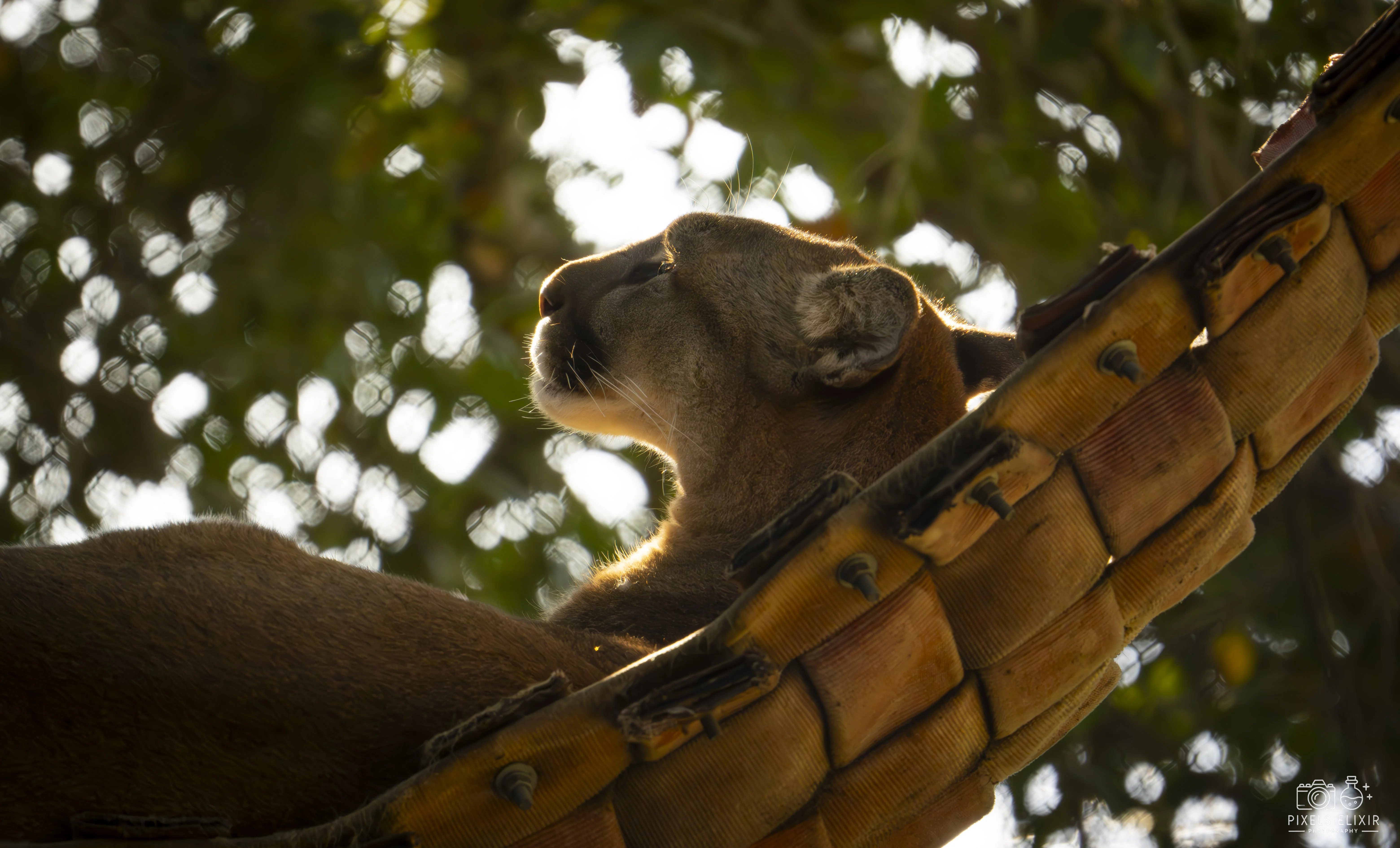 Wildlife and landscape photograph