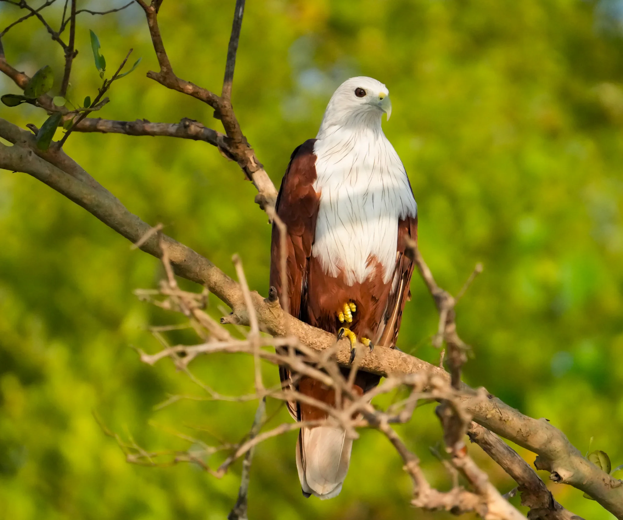 Wildlife and landscape photograph