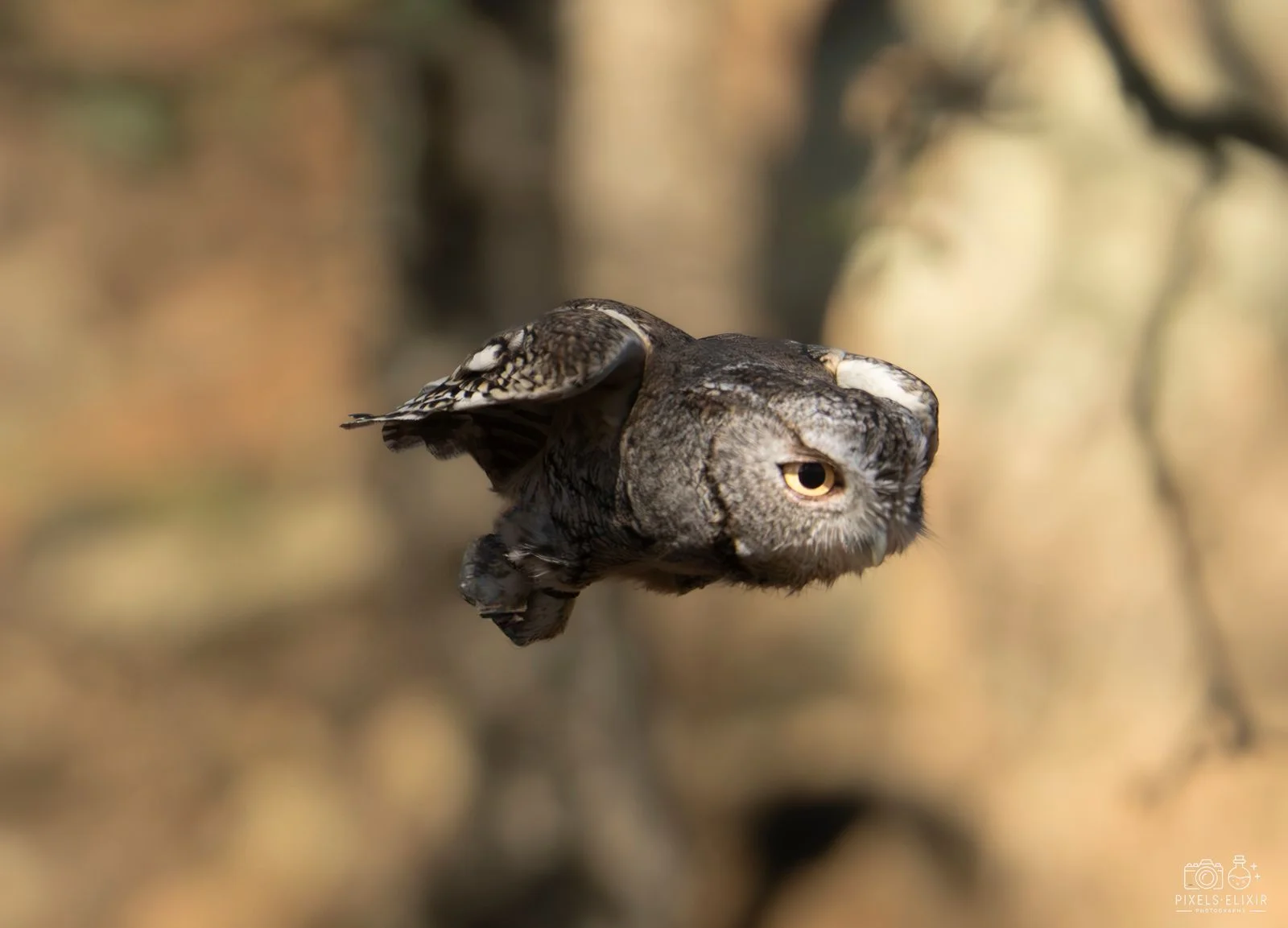 Wildlife and landscape photograph