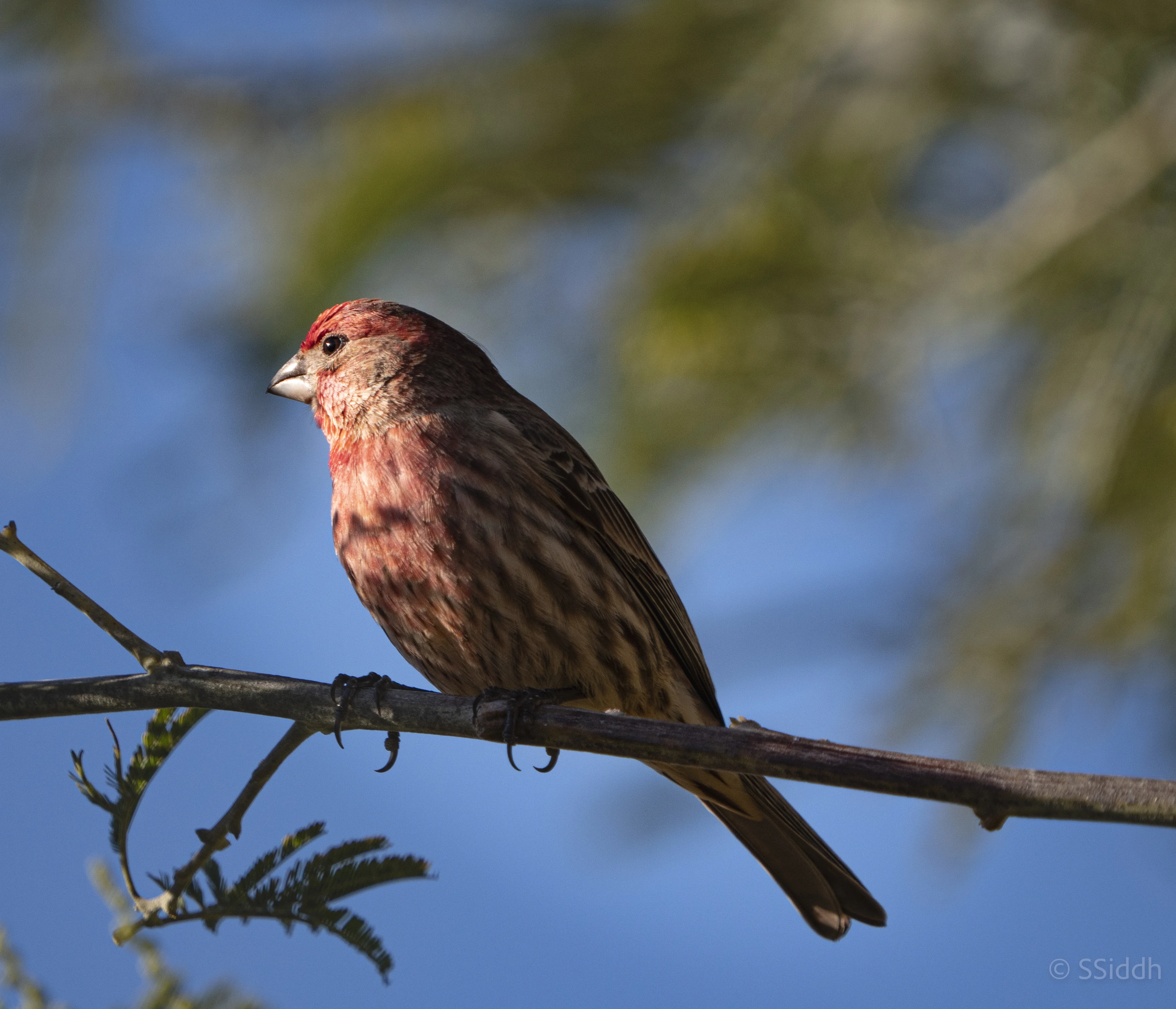 Wildlife and landscape photograph