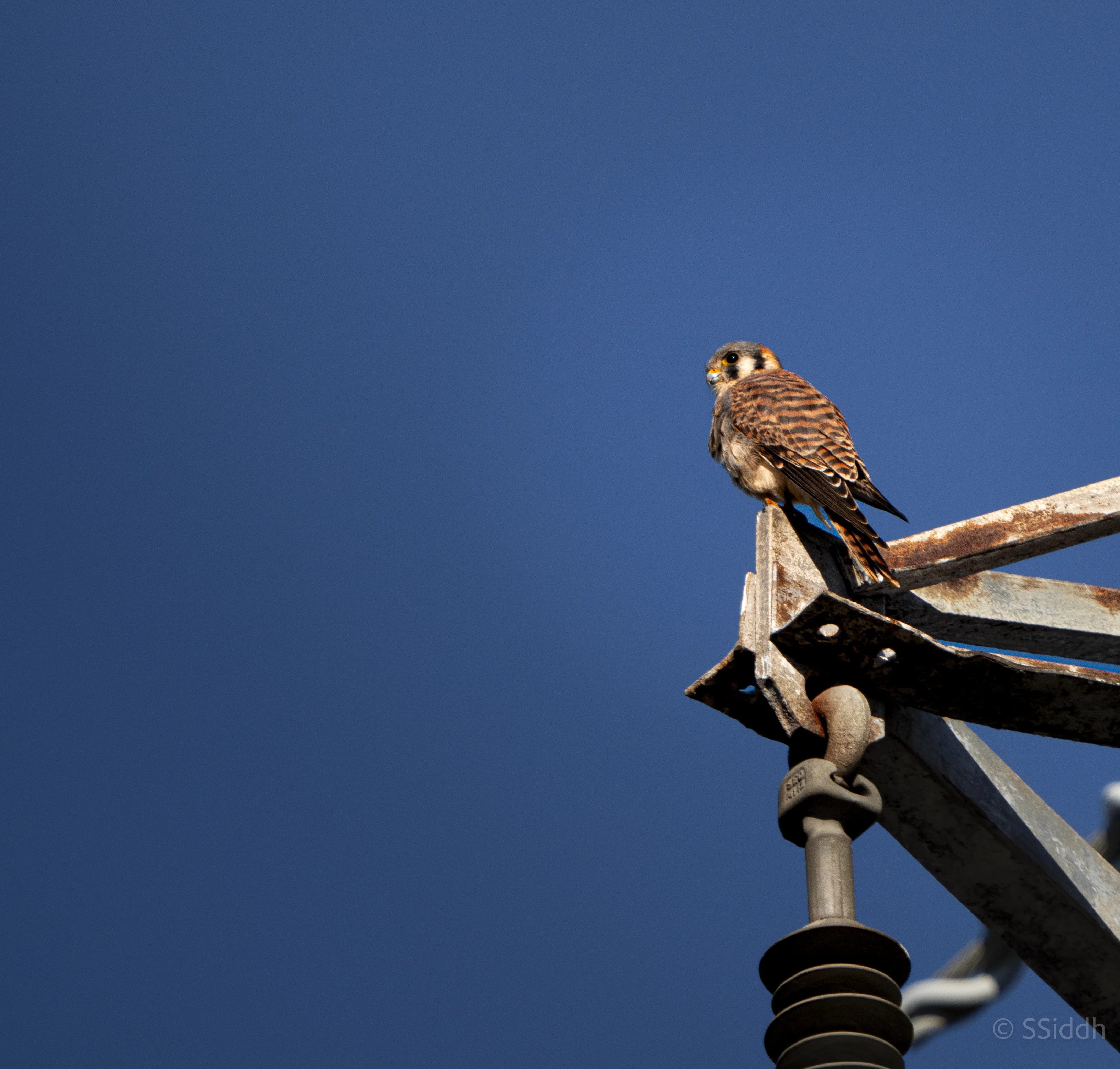 Wildlife and landscape photograph